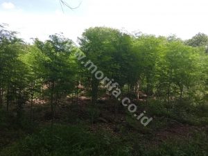 Interesting Facts About Indonesia's Cold Pressed Moringa Oil