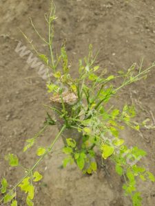 How Moringa Leaves Powder Influence The Condition Of Pregnant Woman?