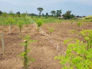 This Is The Advantage Of Indonesia's Cold-Pressed Moringa Oil