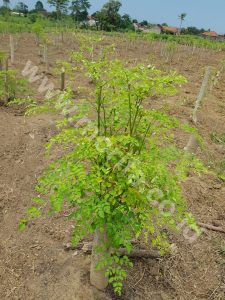 Moringa Oil Wholesale For Your Brand Is The Lucrative Business