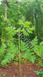Ineffable Organic Moringa Oil From Indonesia