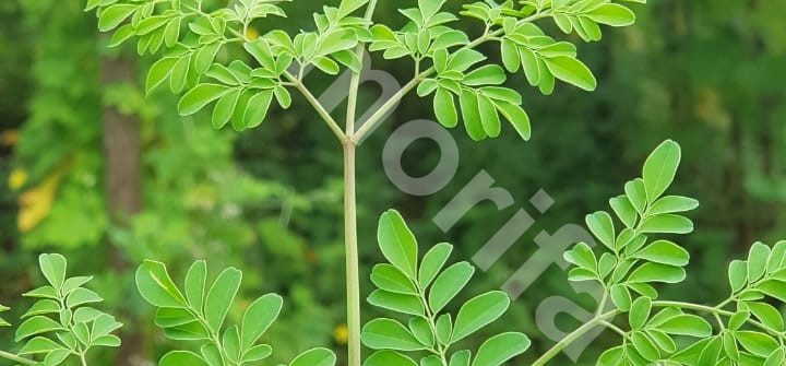 Ineffable Organic Moringa Oil From Indonesia