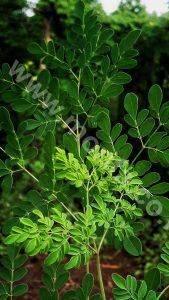 Moringa Essential Oil Your Daily Dietary Supplement