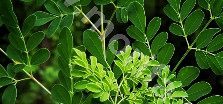 Moringa Essential Oil Your Daily Dietary Supplement