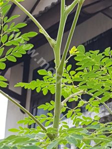 Moringa Oil Wholesale For The Future Cafe Business