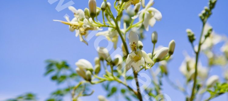 Benefits Of Moringa Leaves Powder For Health And Beauty