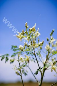 Moringa Powder Helps To Fill The Need For Phosphor