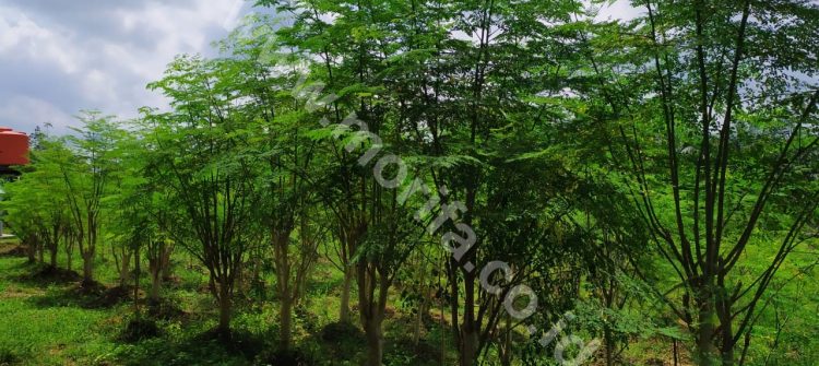 Stages On Identifying High-Quality Moringa Leaf Extract