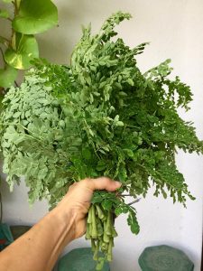 Benefits Of Moringa Leaves Powder For Health And Beauty