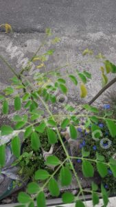 Various Benefits Of Moringa Leaf Powder For Health