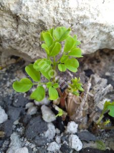 Know The Benefits Of Moringa Powder For Breastfeeding Mothers