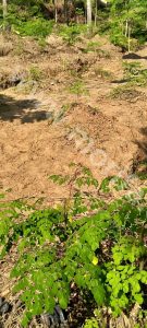 Benefits Of Moringa Leaves Powder For Health And Beauty