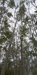 The Morphology of Moringa Tree