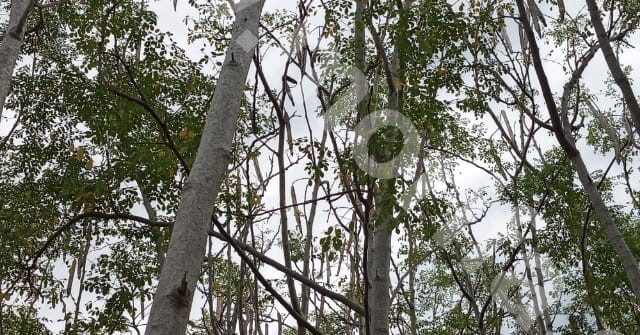 The Morphology of Moringa Tree