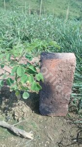 Moringa Leaf As Gout The Herbal Medicine