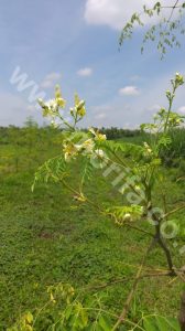 Fiber Content In Moringa Leaf Extract And Its Functions