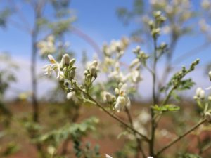 Some Benefits Of Moringa Leaves Powder For Face