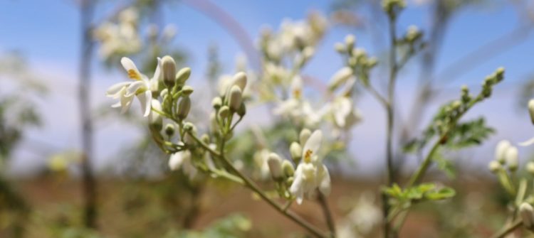 Some Benefits Of Moringa Leaves Powder For Face