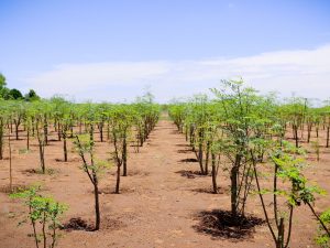 Moringa Leaf Cluster