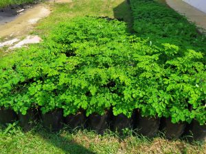 Herbal Medicine To Heal Constipation : Moringa Leaf