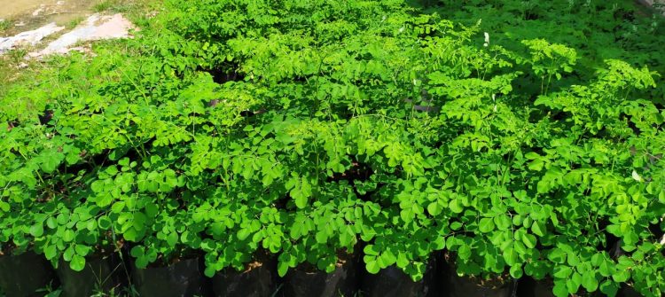 Herbal Medicine To Heal Constipation : Moringa Leaf