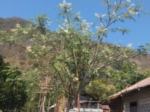 Why You Should Consume Moringa Powder Organic?