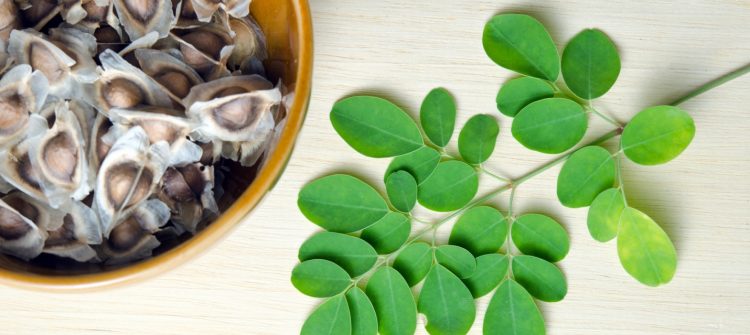 High Quality Moringa Oil Bulk and Its Positive Effect