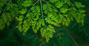 The Moringa Powder and Its Processed Products