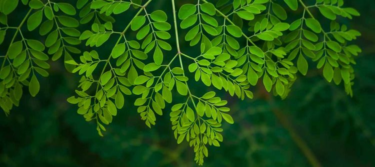 The Moringa Powder and Its Processed Products
