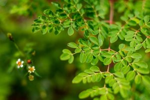 How Moringa Leaf Powder Becomes Natures Most Nutritious Superfood