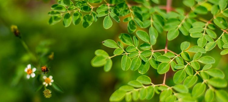 How Moringa Leaf Powder Becomes Natures Most Nutritious Superfood