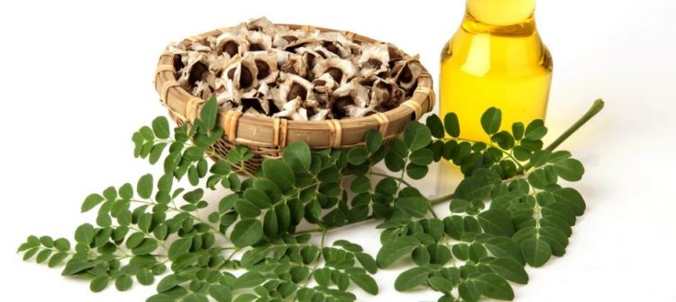 Moringa Essential Oil Major Benefits and Uses