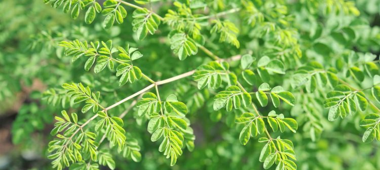 Young Moringa leaves