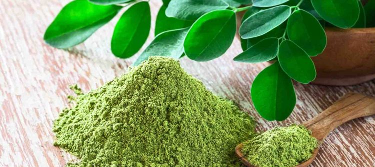 How to Process Moringa Powder and Its Benefits
