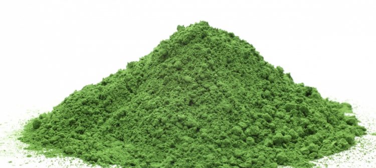 Starting Business of Moringa Powder Wholesale in Simple Ways