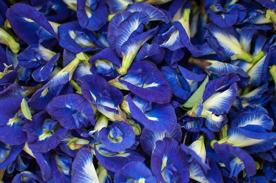 How Butterfly Pea Flowers Improve Your Health