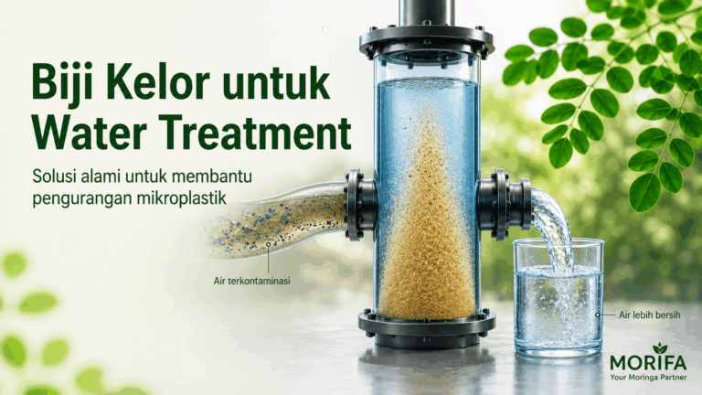 Moringa Seed untuk Water Treatment | Supplier Biji Kelor MORIFA